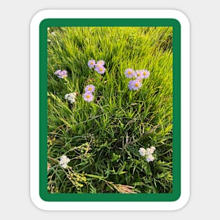 Mountain daisies Sticker